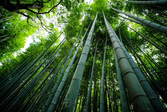 Benefits of Bamboo